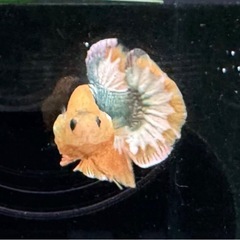 【AQUA COUTURE】タイ輸入厳選ベタ　激レアプラカット　イエロースターテールピカチュウブラックカッパーの画像