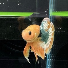 【AQUA COUTURE】タイ輸入厳選ベタ　激レアプラカット　イエロースターテールピカチュウブラックカッパーの画像