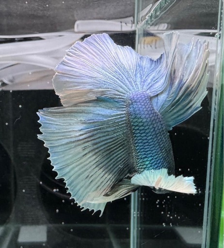 【AQUA COUTURE】ベタ　
自家繁殖幼魚　ダンボハーフムーン　グリーンバタフライ