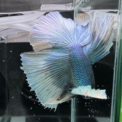 【AQUA COUTURE】ベタ　
自家繁殖幼魚　ダンボハーフムーン　グリーンバタフライの画像