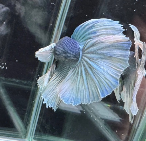 【AQUA COUTURE】ベタ　
自家繁殖幼魚　ダンボハーフムーン　グリーンバタフライ