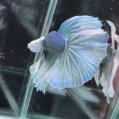 【AQUA COUTURE】ベタ　
自家繁殖幼魚　ダンボハーフムーン　グリーンバタフライの画像