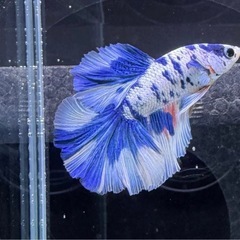 【AQUA COUTURE】タイ輸入厳選ベタ　ハーフムーン　ブルードット系マルチカラーの画像