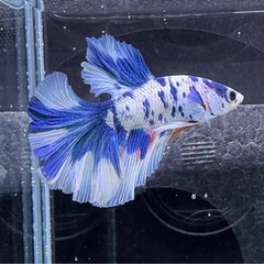 【AQUA COUTURE】タイ輸入厳選ベタ　ハーフムーン　ブルードット系マルチカラーの画像