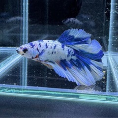 【AQUA COUTURE】タイ輸入厳選ベタ　ハーフムーン　ブルードット系マルチカラーの画像