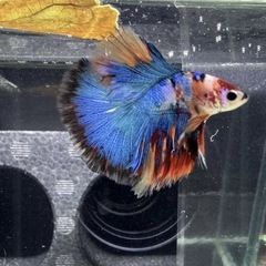 【AQUA COUTURE】タイ厳選ベタ　鯉ベタ　ハーフムーンの画像