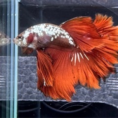 【AQUA COUTURE】タイ輸入厳選ベタ　フェザーテール　レッドサムライの画像