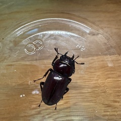 ヤエヤマコクワガタ♂♂♀の画像