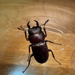 ヤエヤマコクワガタ♂♂♀の画像