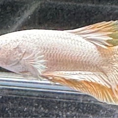 【AQUA COUTURE】タイ輸入厳選ベタ　プラカットイエローリムの画像