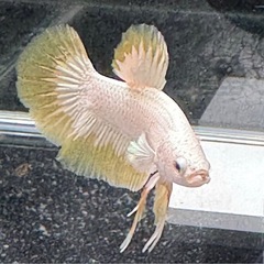 【AQUA COUTURE】タイ輸入厳選ベタ　プラカットイエローリムの画像