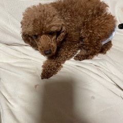 トイプードル、雌、６歳