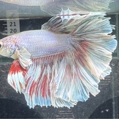 【AQUA COUTURE】タイ輸入厳選ベタ　ローズテールの画像