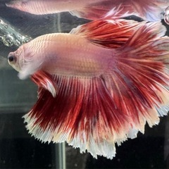 【AQUA COUTURE】タイ輸入厳選ベタ　ローズテールレッドバタフライの画像