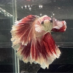 【AQUA COUTURE】タイ輸入厳選ベタ　ローズテールレッドバタフライの画像