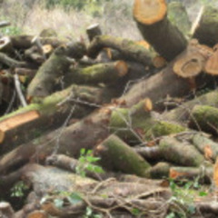 12/28限定　薪材在庫処分します！！の画像