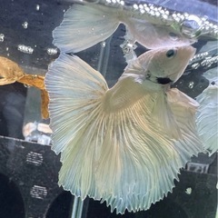 【AQUA COUTURE】タイ輸入厳選ベタ　ハーフムーンオーロラの画像