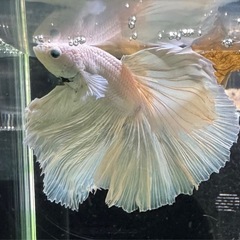 【AQUA COUTURE】タイ輸入厳選ベタ　ハーフムーンオーロラの画像