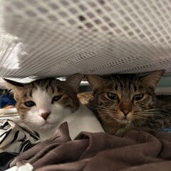 【12月14日(日)　🌟にじいろマルシェ　六角堂広場🌟久留米野中...