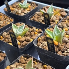 【残り４株】新種のアガベ【アズールモントレー】詳細はまだ情報不足の画像