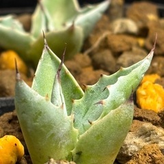 【残り４株】新種のアガベ【アズールモントレー】詳細はまだ情報不足の画像