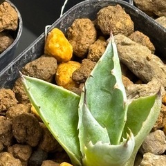 【残り４株】新種のアガベ【アズールモントレー】詳細はまだ情報不足の画像