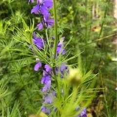 チドリソウの画像