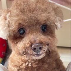 【犬の里親募集】甘えん坊　シニアだけど赤ちゃんみたいな子で…