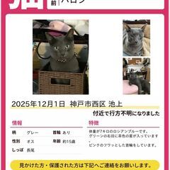 拡散希望！緊急！　老猫が行方不明！　衰弱の恐れあり！　捜し…
