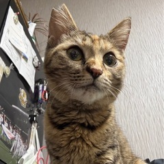 サビサビちゃん　女の子🩷😙半歳