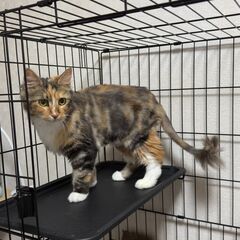 ✨🎄😻🏠✨2025年12月7日(日) 13時から立川すみれ…