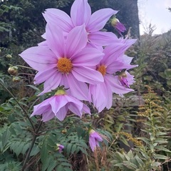 庭🪴を整え中❣️皇帝ダリア欲しい方いますか💝の画像
