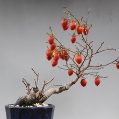 祖父👴が大切に育ててきた盆栽🪴残り数点👏①ロウヤ柿の画像