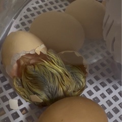 孵卵器お貸しします！の画像