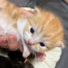 ミヌエット   子猫    産まれています