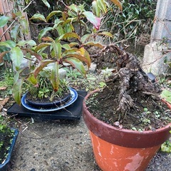 この１年間感謝の気持ちを込めて…🌈大切な方へ届け💫の画像