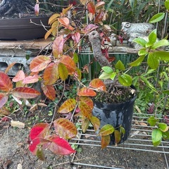 この１年間感謝の気持ちを込めて…🌈大切な方へ届け💫の画像