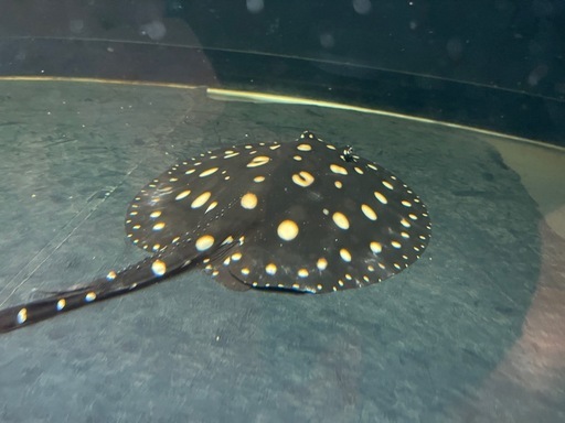 熱帯魚ダイヤモンドポルカ