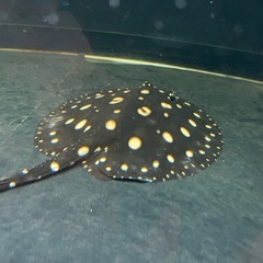 熱帯魚ダイヤモンドポルカの画像