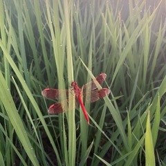 にかほ市産　令和7年　あきたこまち　玄米30kgの画像