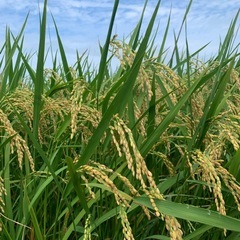 にかほ市産　令和7年　あきたこまち　玄米30kgの画像