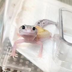 新入荷のスノーエクリプス　販売中です✨