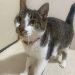 急募！大人しい女の子です。