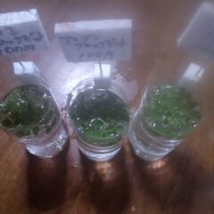 ボトル入り水草バリスネリア、アマゾンフロッグピット品出ししました。の画像