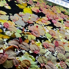 チェリーピットルージュの画像