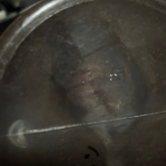 カブトムシ、ヘラクレス蛹ペアセットの画像