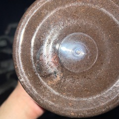 カブトムシ、ヘラクレスオオカブト蛹ペアの画像