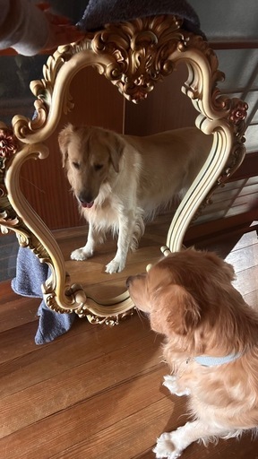 12／6限定 ジャンボ　ミラー　鏡　ヴィンテージ