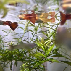 オールドファッションレッドテール 1ペア〜の画像