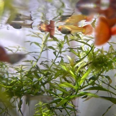 オールドファッションレッドテール 1ペア〜の画像